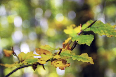 Close-up of leaves on tree