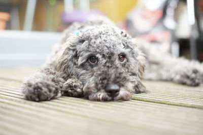 Close-up portrait of a dog