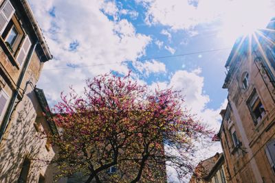 Low angle view of cherry blossoms amidst buildings against sky