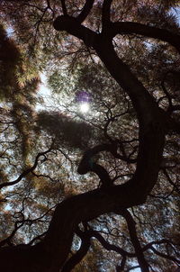 Low angle view of silhouette tree against sky