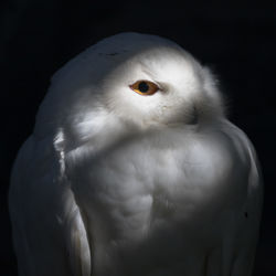 Full frame close-up shot of an owl