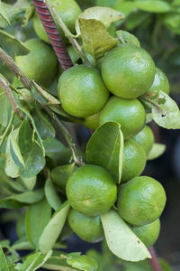 Close-up of fruits on tree