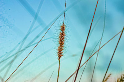 Close-up of stalks against blue sky