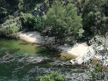 High angle view of river flowing through forest