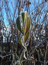 Close-up of plant