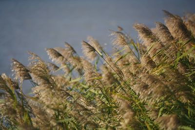 Close-up of fresh plants against sky