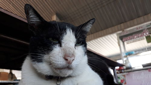 Close-up portrait of a cat