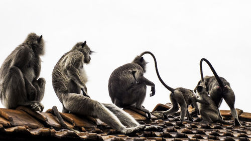 Low angle view of monkey sitting against clear sky