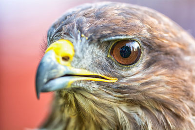 Close-up of a bird looking away