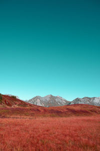 Scenic view of field against clear blue sky