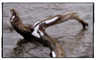 Close-up of crocodile in water