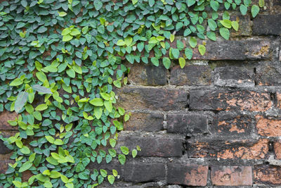 Close-up of ivy growing on brick wall