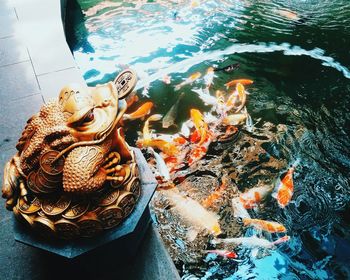 High angle view of fish swimming in water