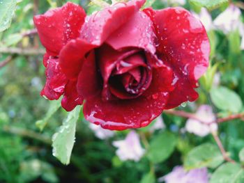 Close-up of wet red rose in rainy season