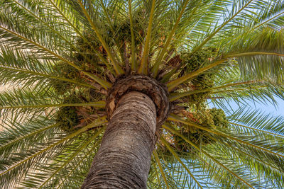 Low angle view of palm tree