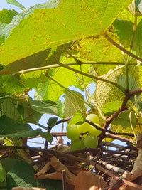 Low angle view of fresh green leaves