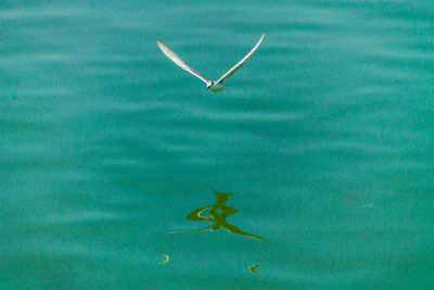 View of bird flying over sea