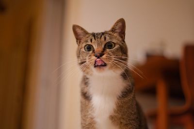 Close-up of a cat
