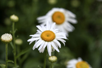 Close-up of white daisy