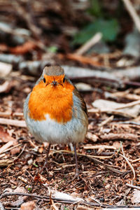 Close-up portrait of a bird on land