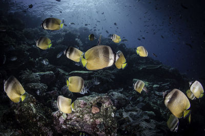 Close-up of fish swimming in sea