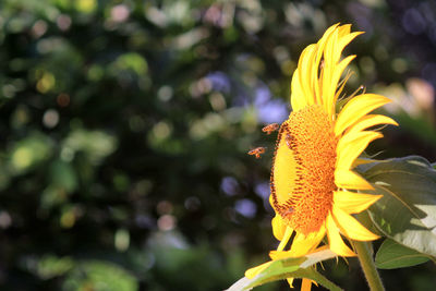 Close-up of yellow flowering plant