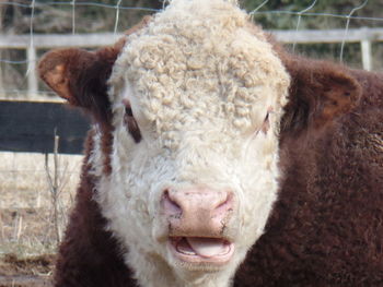 Close-up portrait of sheep