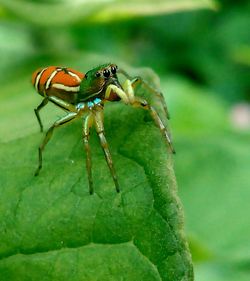 Close-up of insect on leaf