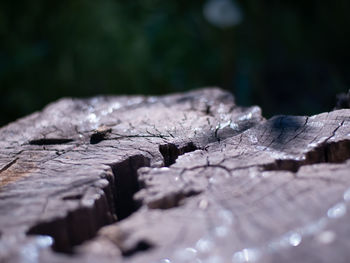 Close-up of log on tree