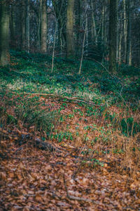 View of trees in forest