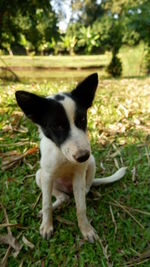 Portrait of dog on field