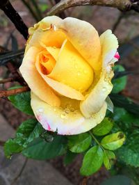 Close-up of wet yellow rose blooming outdoors