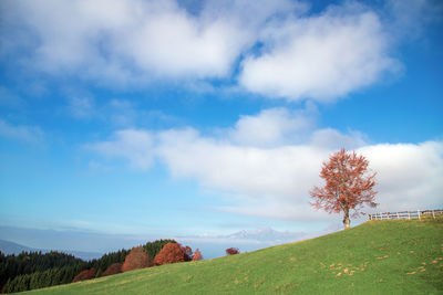 Scenic view of agricultural field against sky