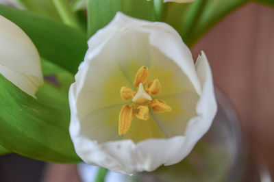 Close-up of white flowering plant