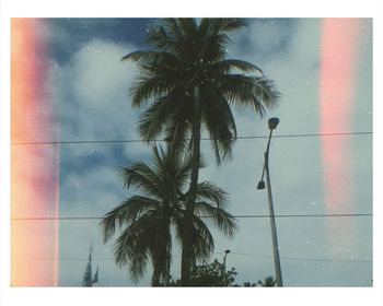 Palm trees against sky