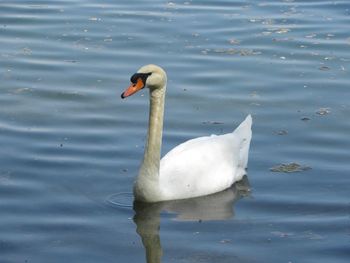 Swan swimming in lake