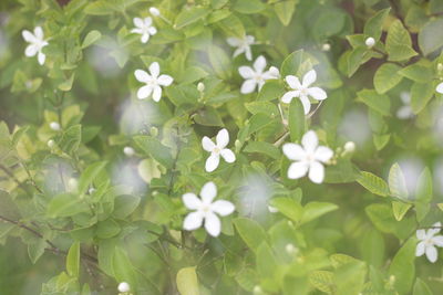Close-up of white flowers growing on plant