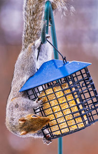 Close-up of bird