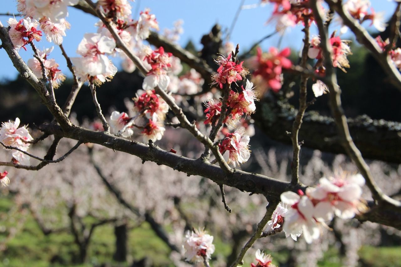 flower, freshness, branch, fragility, growth, cherry blossom, tree, cherry tree, beauty in nature, pink color, blossom, focus on foreground, nature, twig, close-up, petal, blooming, fruit tree, springtime, in bloom