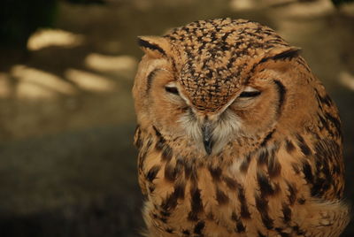 Close-up portrait of owl