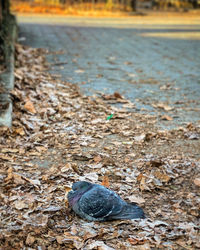 High angle view of shell on sand