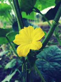 Close-up of yellow flowering plant