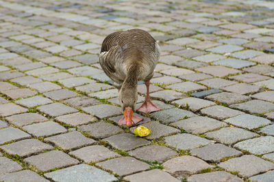 High angle view of bird on cobblestone street