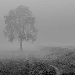 Scenic view of trees on field against sky