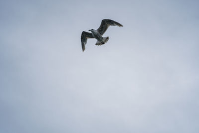 Low angle view of eagle flying in sky