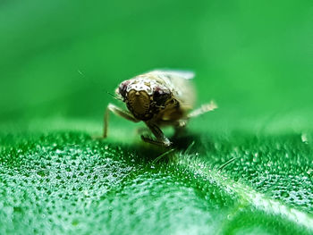 Close-up of spider