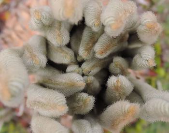 Close-up of cactus