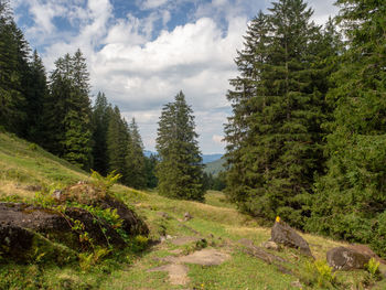 Panoramic view of road amidst trees against sky