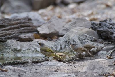 Bird perching on rock