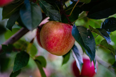 Close-up of apples growing on tree